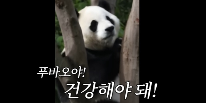 김숙, 푸바오 만났다 “진짜 귀여워” 감탄 (김숙티비)