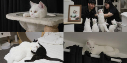 3년 만에 돌아온 고양이 해결사 ‘고양이를 부탁해’, 11일 첫 방송