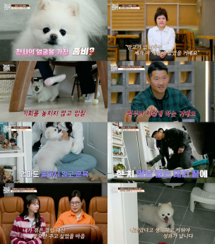 ‘개와늑대의시간2’ 인천 좀비견 솔루션