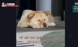 ‘TV동물농장’ 행운이 기적