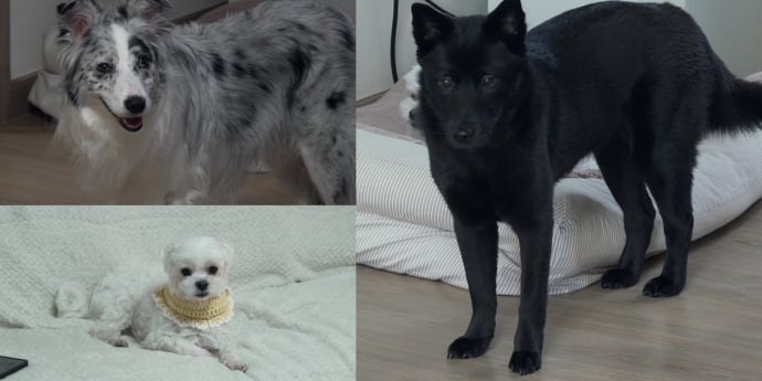‘개늑시2’ 고양 가정폭력견 문제 진단