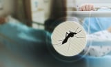 일본뇌염 경보 발령… 대구 모기에서 바이러스 확인