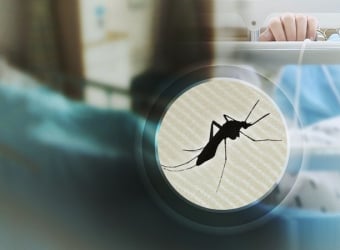 일본뇌염 경보 발령… 대구 모기에서 바이러스 확인