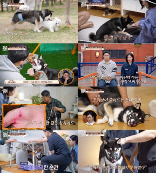 ‘개늑시2’ 강형욱, 피 흘리며 훈련