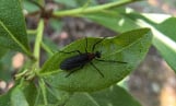 러브버그, 주요 활동 시기 6월 15∼29일 예측…산림과학원 