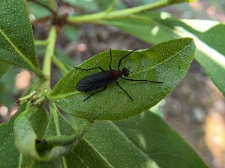 러브버그, 주요 활동 시기 6월 15∼29일 예측…산림과학원 