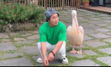 김병만, 펠리칸 가까이 가는 법 공개…반전의 ‘발각 엔딩’
