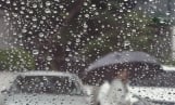 다수 지역 雨… 낮 최고기온 28도 