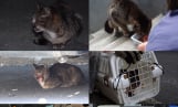 ‘동물농장’ 얼굴 훼손 고양이 구조작전