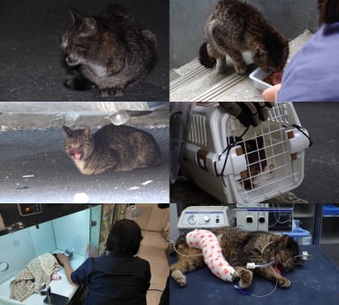 ‘동물농장’ 얼굴 훼손 고양이 구조작전