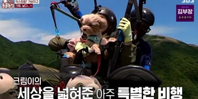 ‘TV 동물농장’ 패러글라이딩 성공 크림이