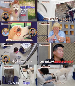 ‘개늑시2’ 보호자 회피가 문제