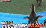‘TV동물농장’ 흰뺨검둥오리 이소 대작전