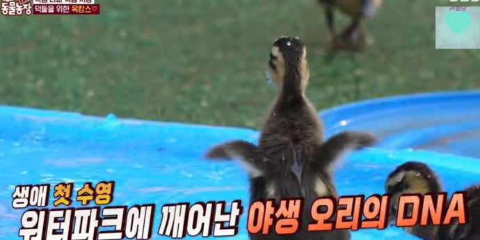‘TV동물농장’ 흰뺨검둥오리 이소 대작전