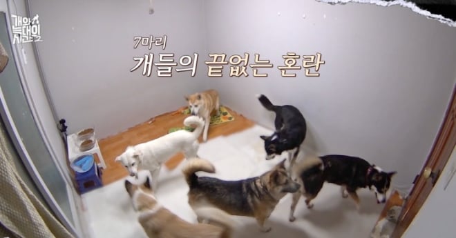 ‘개늑시2’ 구조견 입양 호소