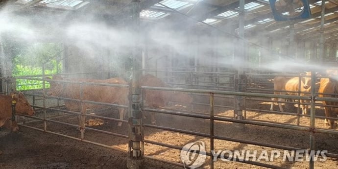 “하루 300마리 죽는다”… 폭염에 축산농가 비명